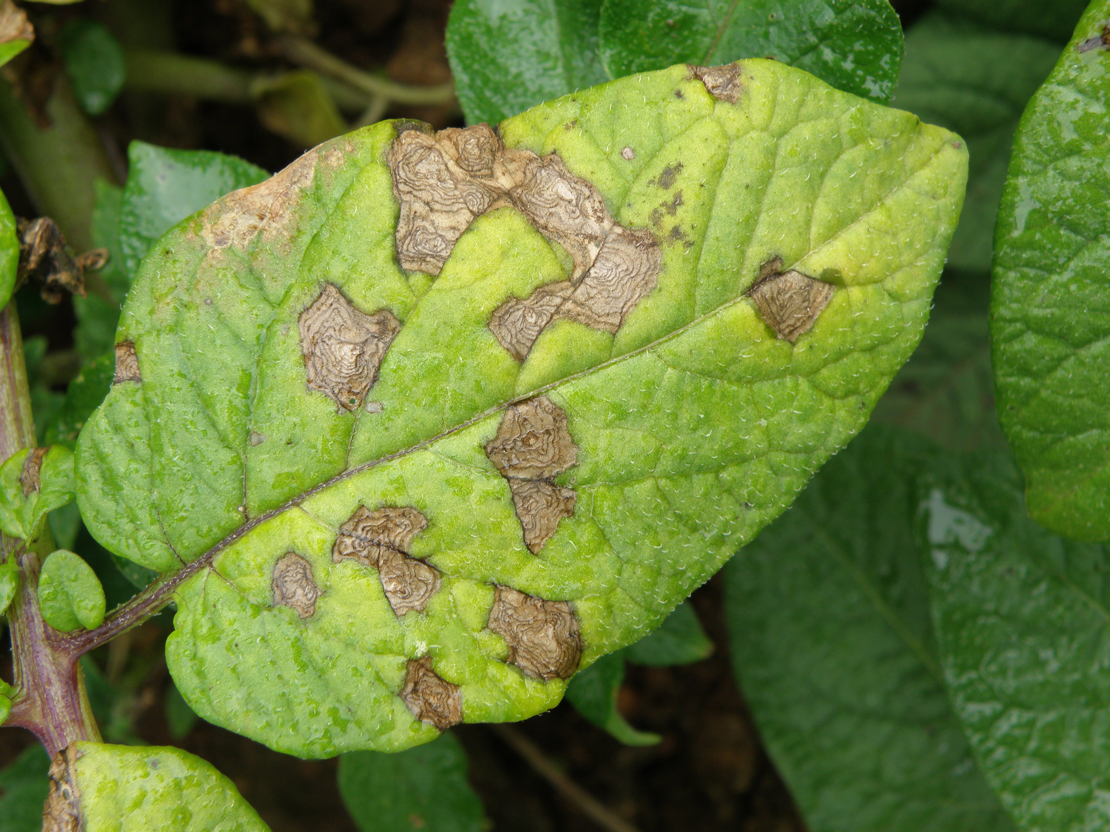 How can you find pictures of potato disease?